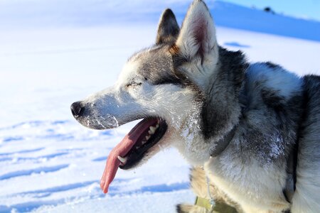 Dog frosty slide