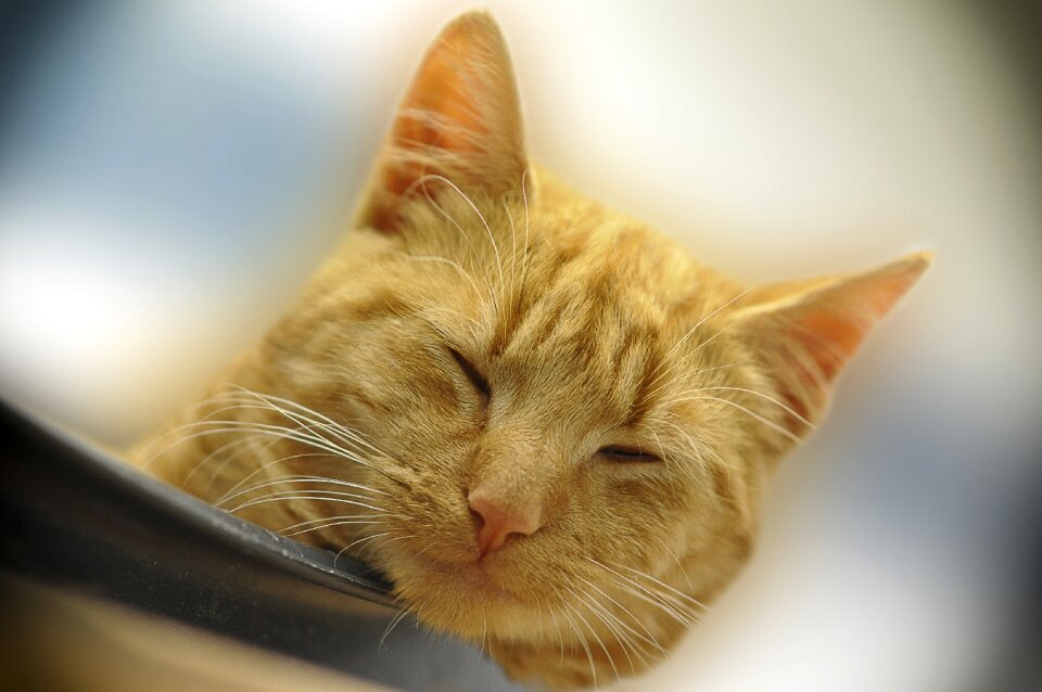 Animal red mackerel tabby doze