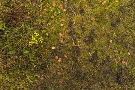 Leaves moss green photo