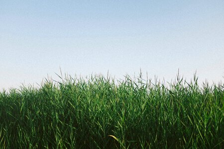 Nature crops clouds