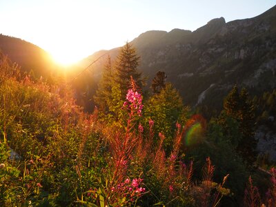 Bloom backlighting evening sun