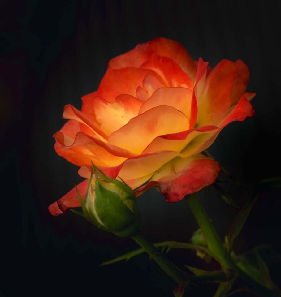 Orange flame flower