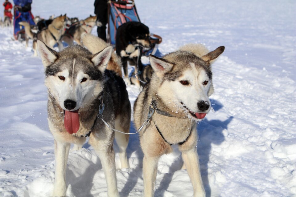 Winter dog sled snow