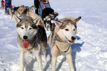 Winter dog sled snow