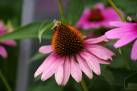 Summer honey nectar photo