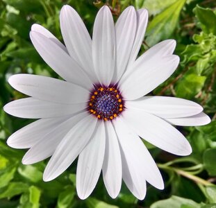 Daisy flower white photo