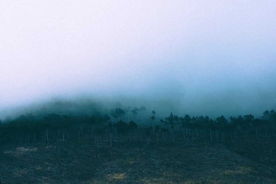 Fog trees forest