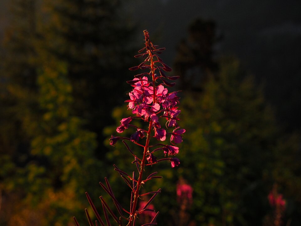 Bloom backlighting evening sun