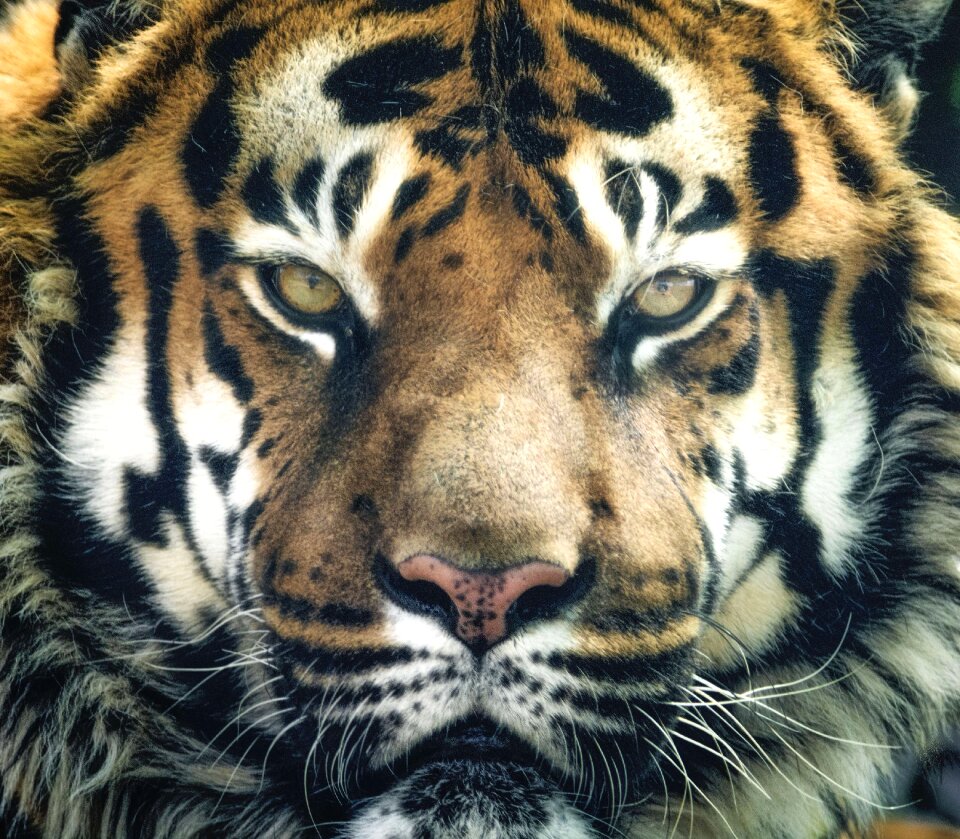 Eyes close endangered