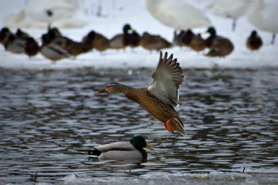 Bird wild birds waterfowl