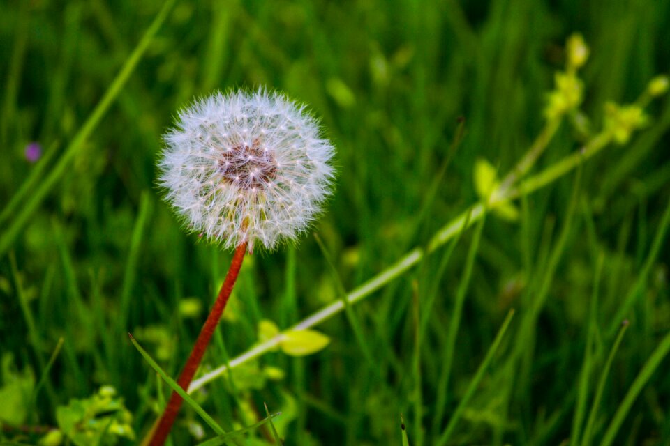 Grass dandelions fluffy