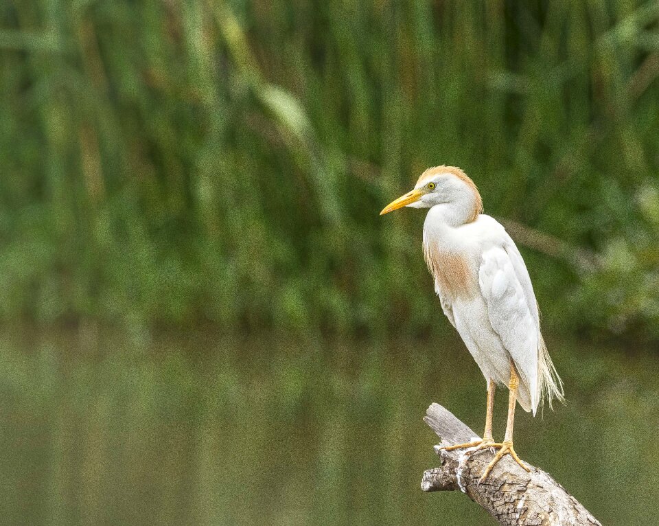 White africa avian