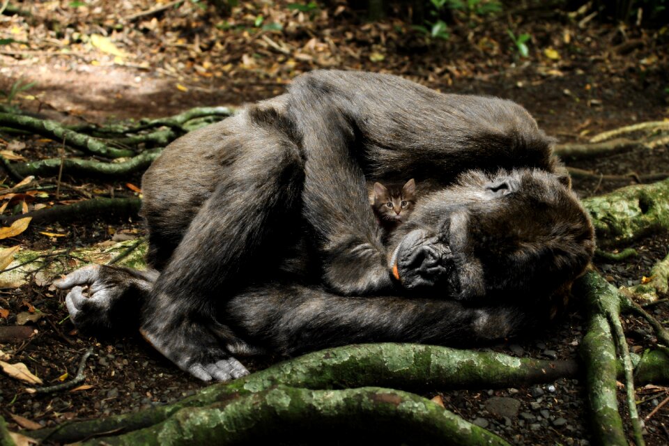 Monkey animal world wild