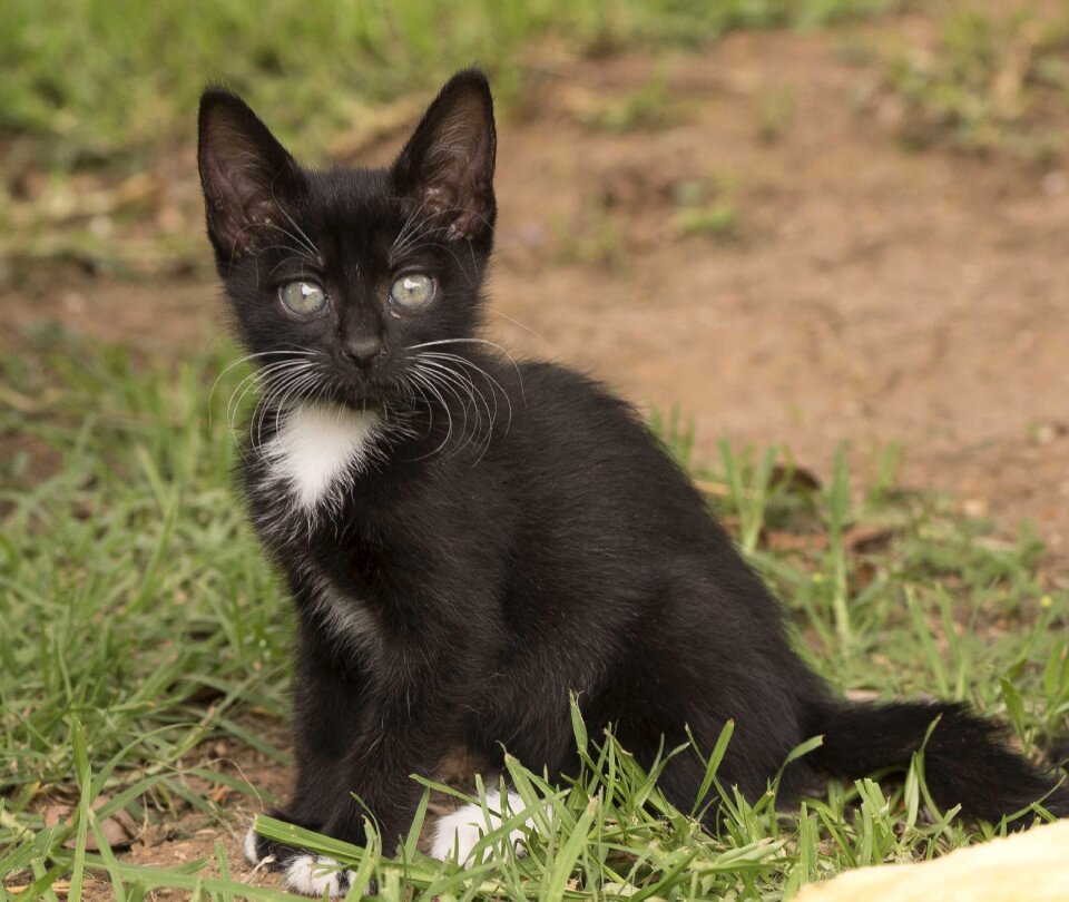 Black white domestic