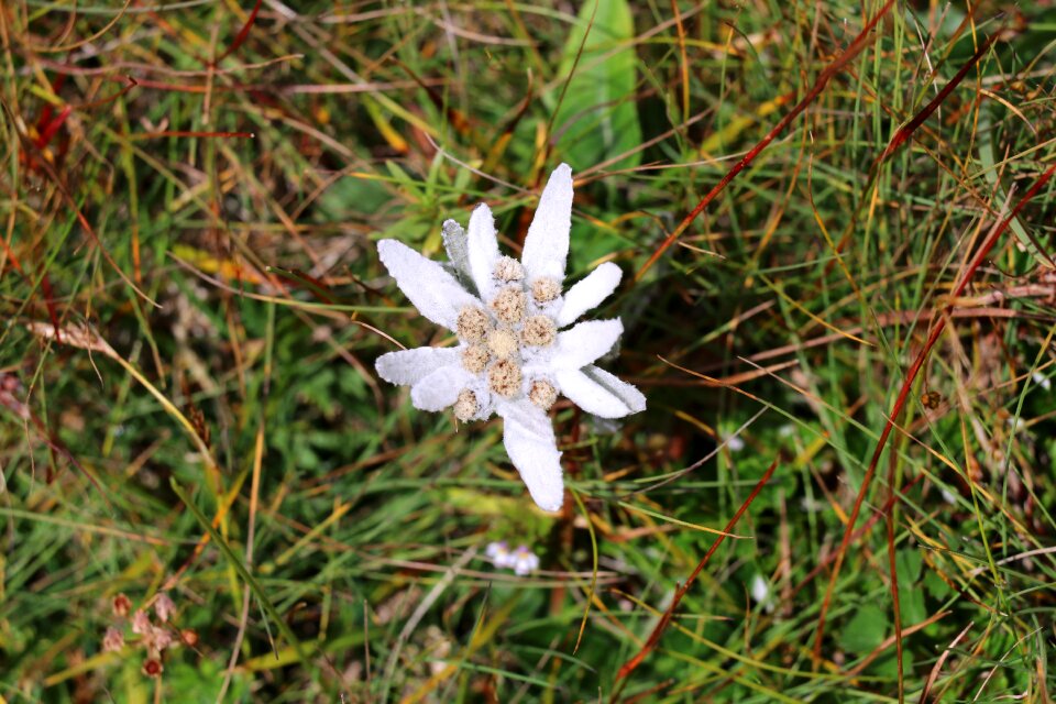 Protected rarely wild flower