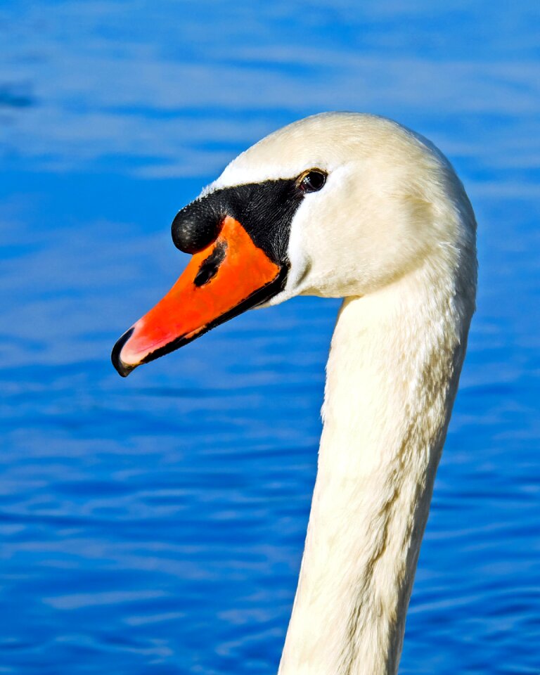 Water bird schwimmvogel elegant