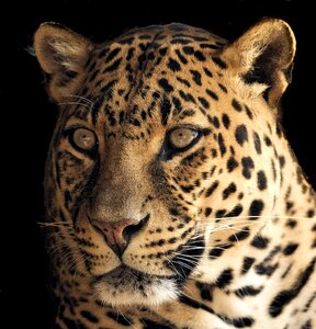 Eyes green predator