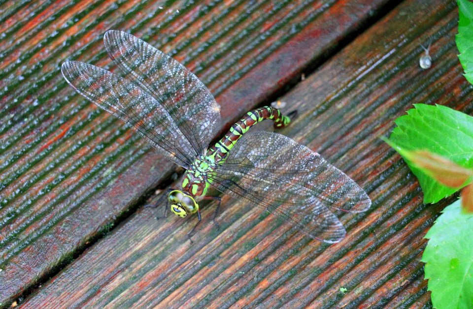 Nature close up summer