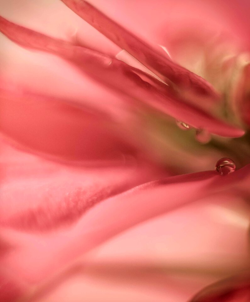 Droplet close coral