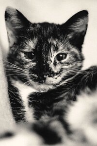 Kitten animal pet photo