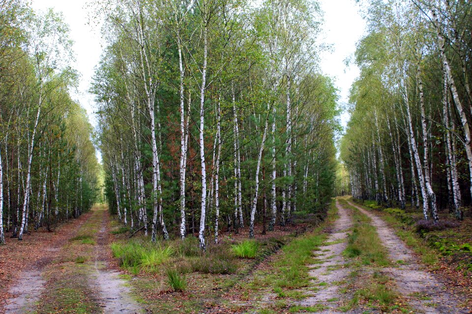 Forest road tree the path