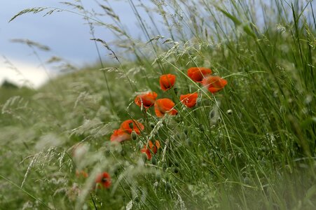 Edge of field poppy wild flowers