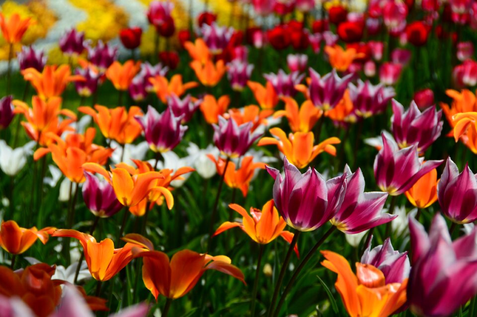 Plant hall spring flower