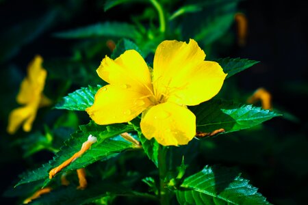 Flowers pollution comfortable