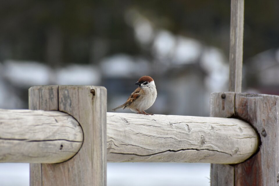 Wild birds little bird sparrow photo