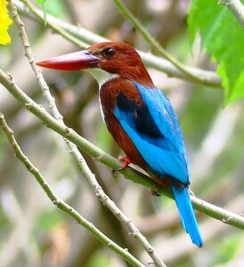 Nature beak animal photo