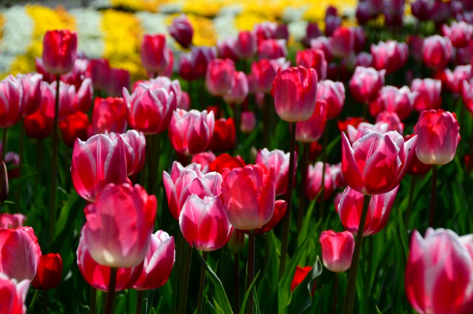 Plant hall spring flower