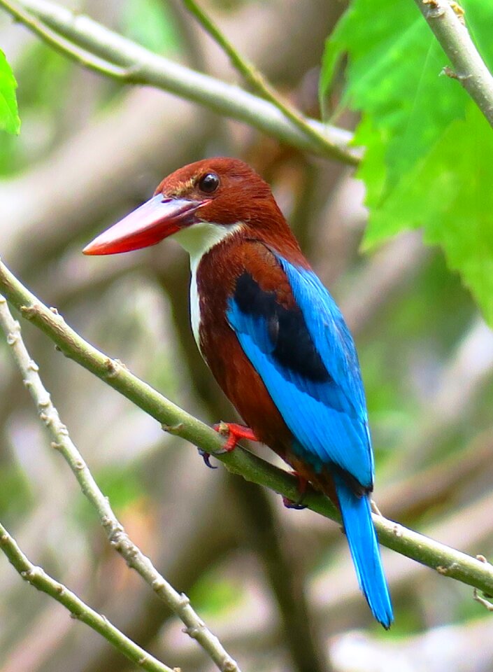 Nature beak animal