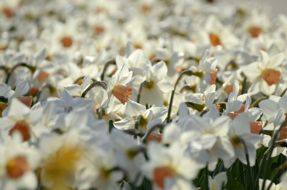 Plant hall spring flower