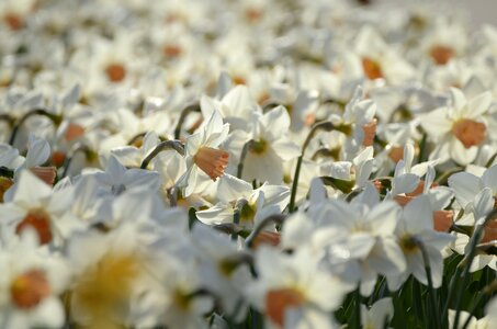 Plant hall spring flower