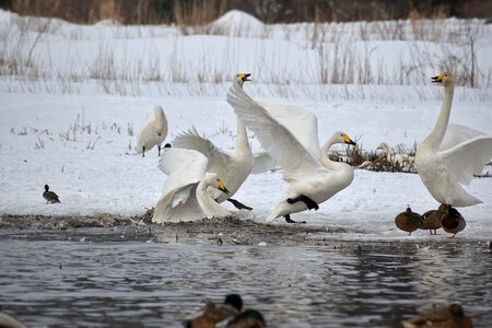 Bird wild birds fields photo