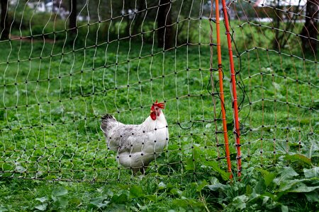 Animal world farm hen photo