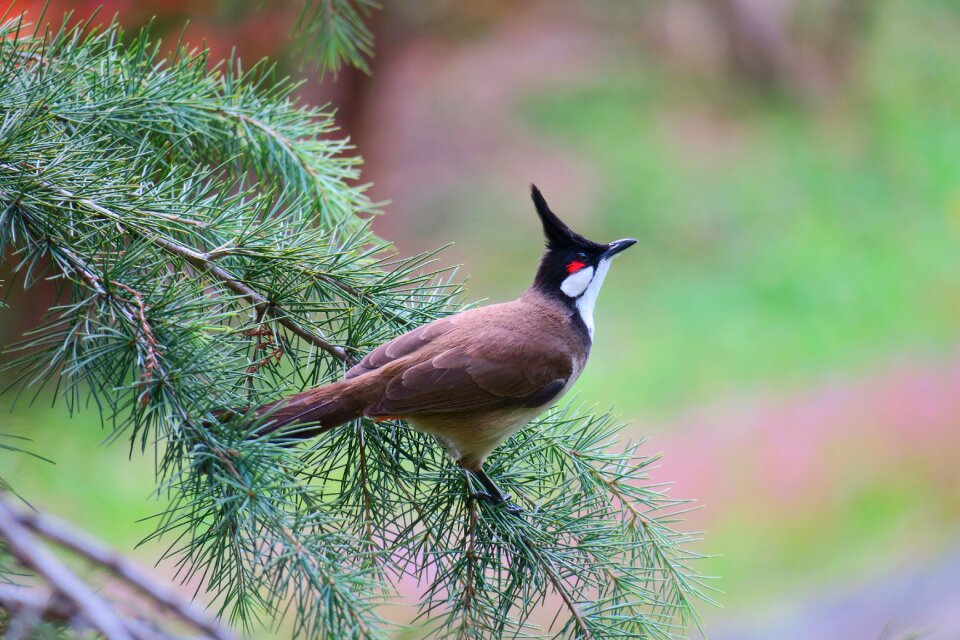 Nature beak animal photo