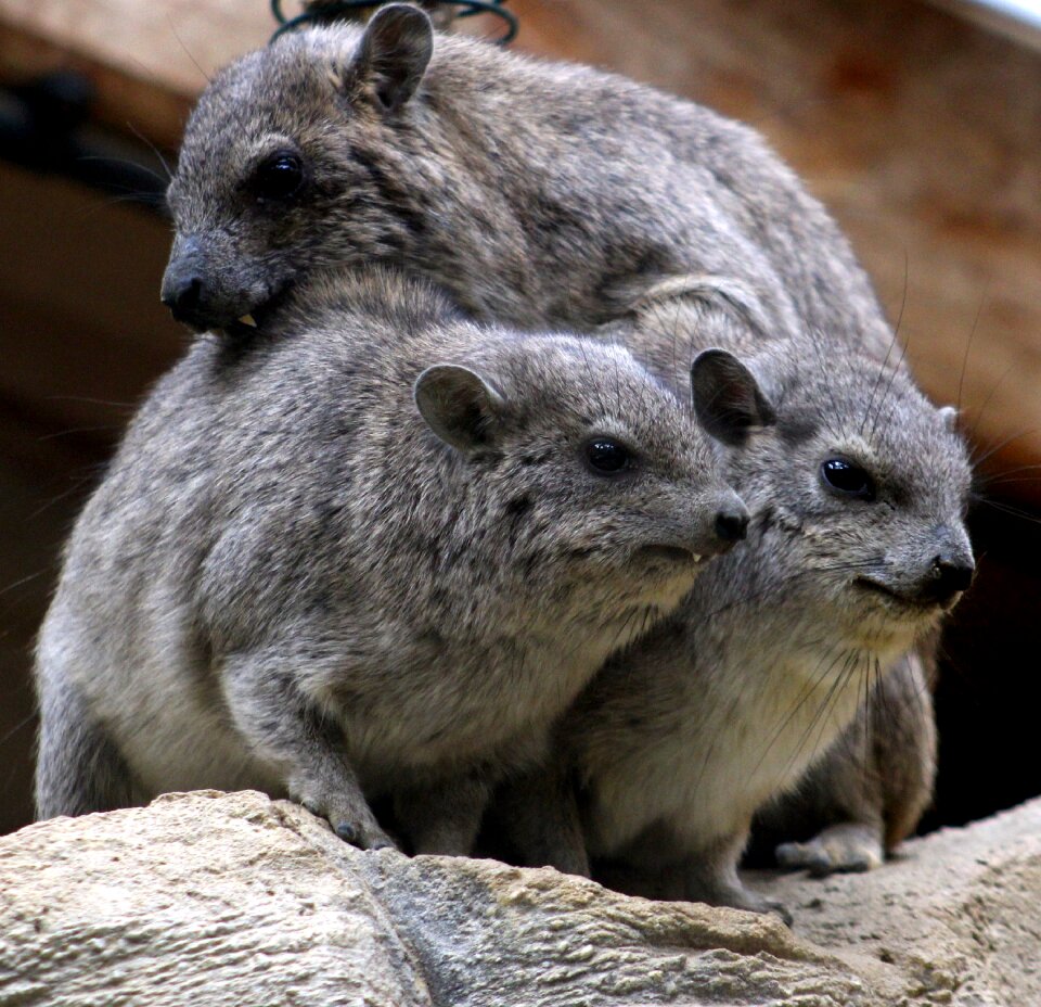 Wild fur cute