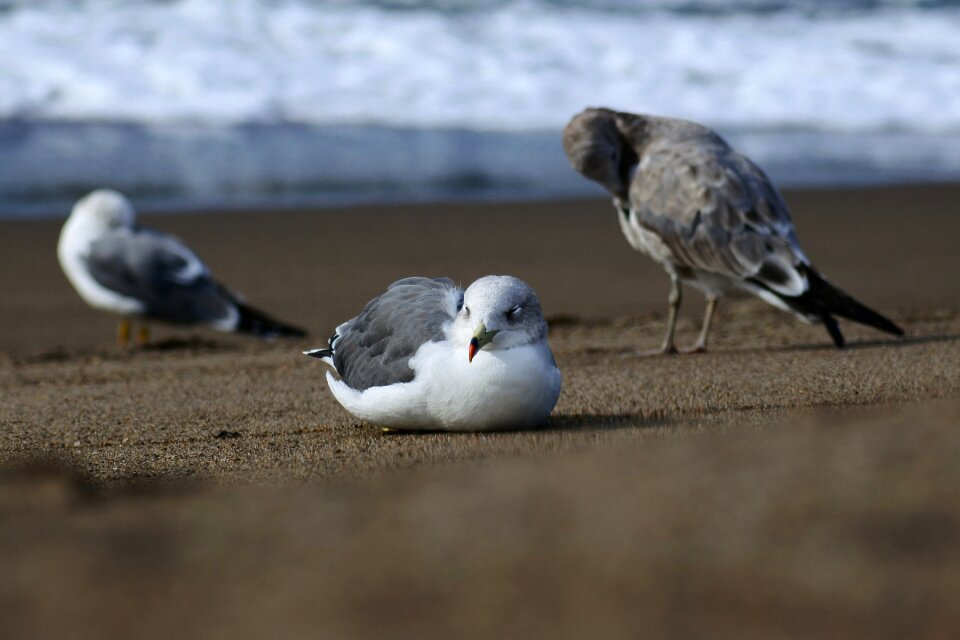 Wave seabird sea gull