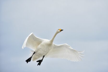 Wild birds fields waterfowl