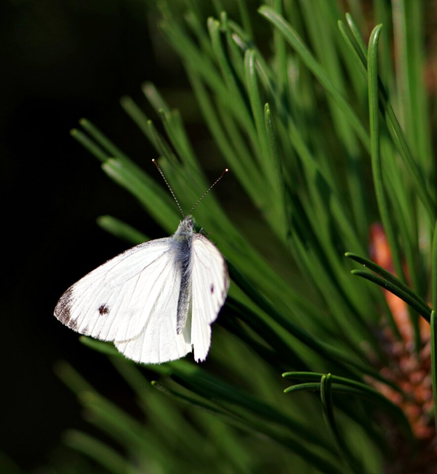 Needles forest insect