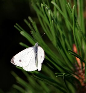Needles forest insect