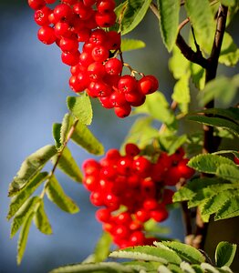 Fruit red sprig photo