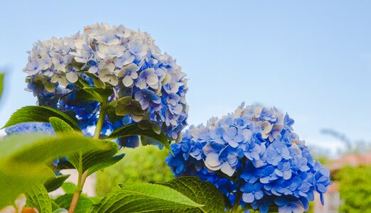 Bloom garden plant photo