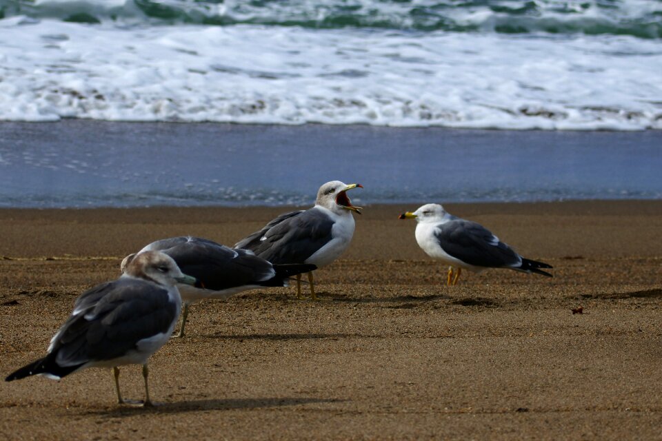Wave seabird sea gull