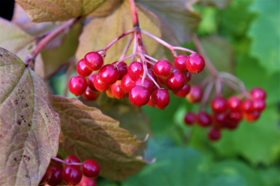 Autumn fruit closeup