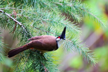 Nature beak animal photo