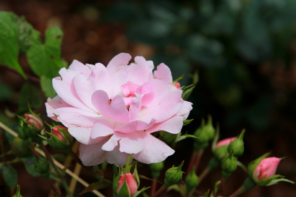 Flower colorful nature