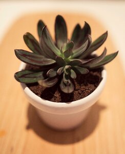 Trees plant dirt