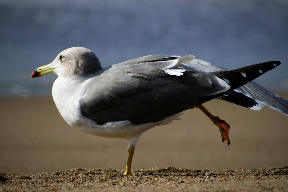 Wave seabird sea gull